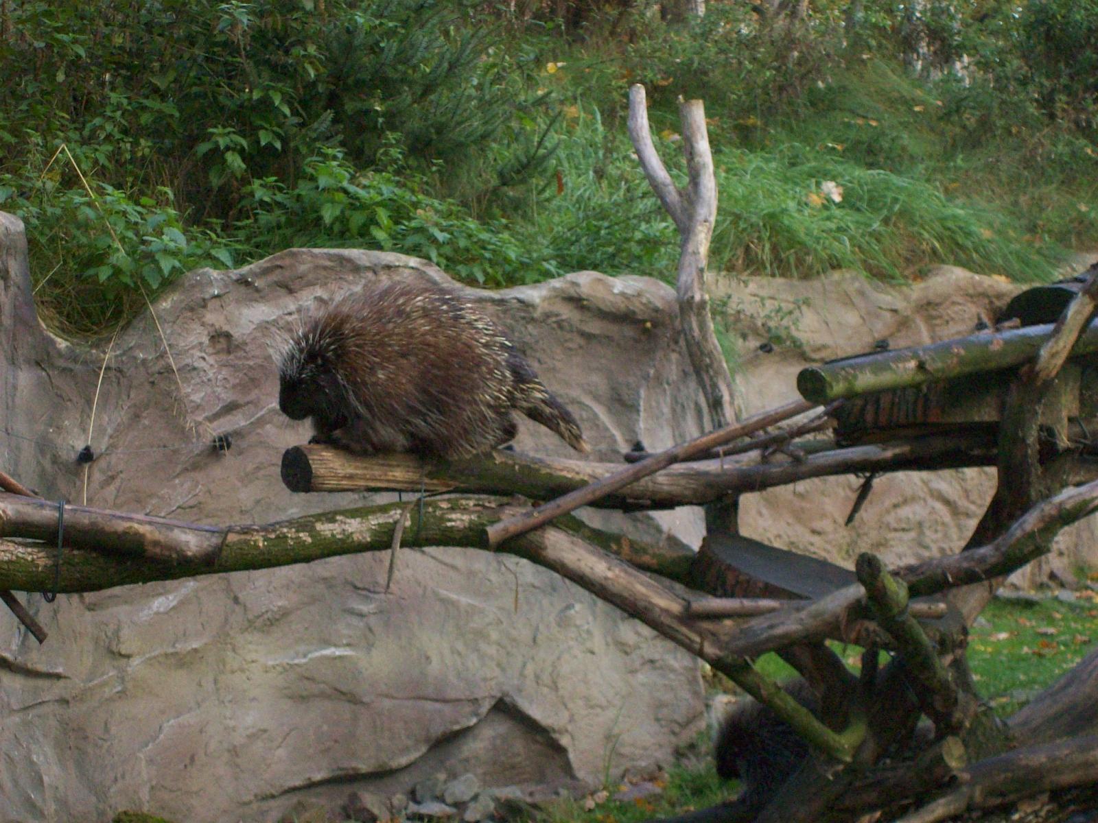 Zoom 18.10.2008-015.jpg